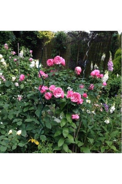 Floribunda Rose Leonardo da Vinci опис